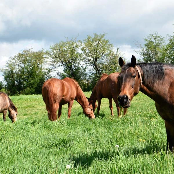 Pension pour chevaux à Meilhaud, Puy-de-Dôme